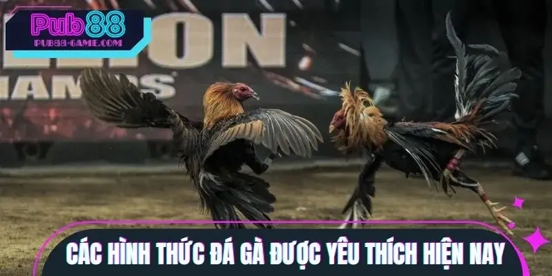 Các kiểu so tài chiến kê được ưa chuộng