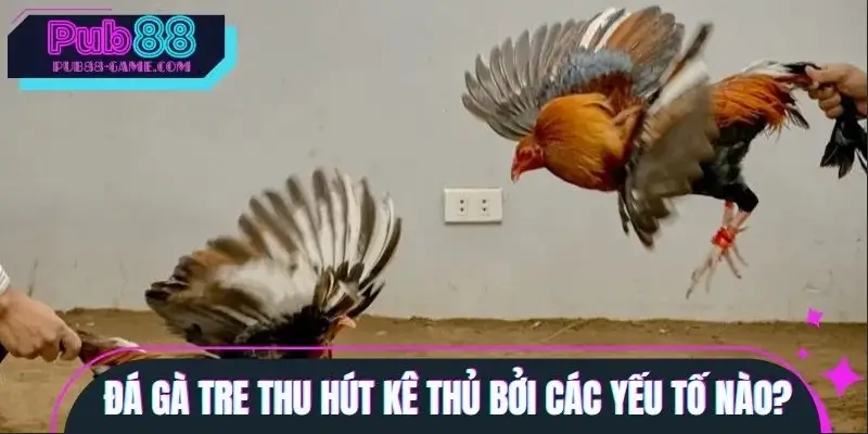 Các yếu tố làm nên sức hút của đá gà tre đối với kê thủ Các yếu tố làm nên sức hút của đá gà tre đối với kê thủ
