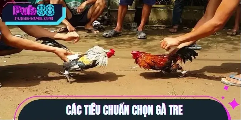 Cách nhận biết gà tre mạnh trước khi vào trận chiến Cách nhận biết gà tre mạnh trước khi vào trận chiến