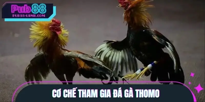 Cách thức vận hành đá gà Thomo Cách thức vận hành đá gà Thomo