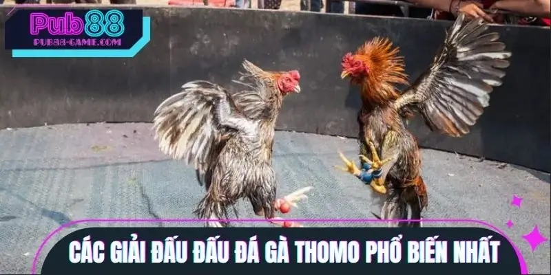 Danh sách giải đấu đá gà Thomo hấp dẫn nhất Danh sách giải đấu đá gà Thomo hấp dẫn nhất
