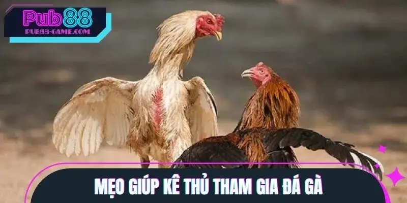 Kinh nghiệm giúp người chơi đạt kết quả tốt trong gà chiến