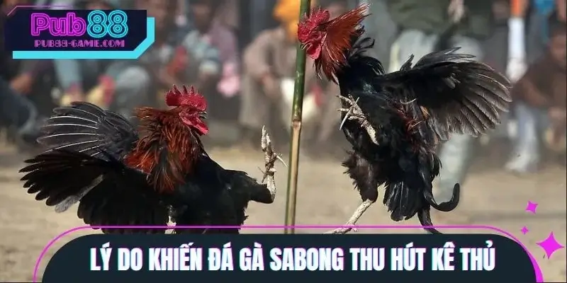 Lý do đá gà Sabong trở thành trò chơi được săn đón Lý do đá gà Sabong trở thành trò chơi được săn đón