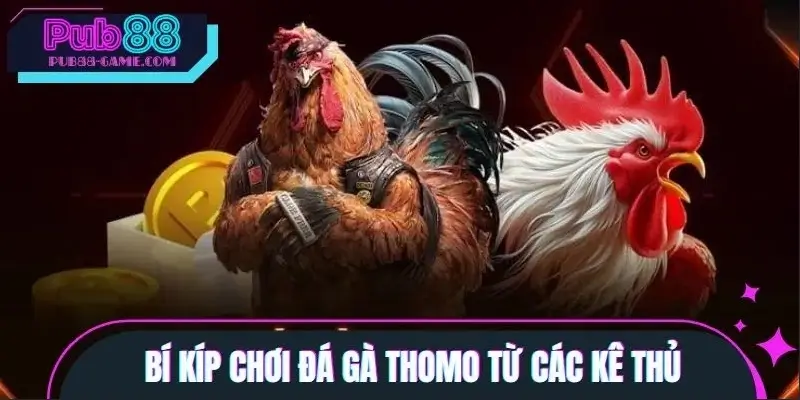 Mẹo chơi đá gà Thomo từ những tay chơi lão luyện Mẹo chơi đá gà Thomo từ những tay chơi lão luyện