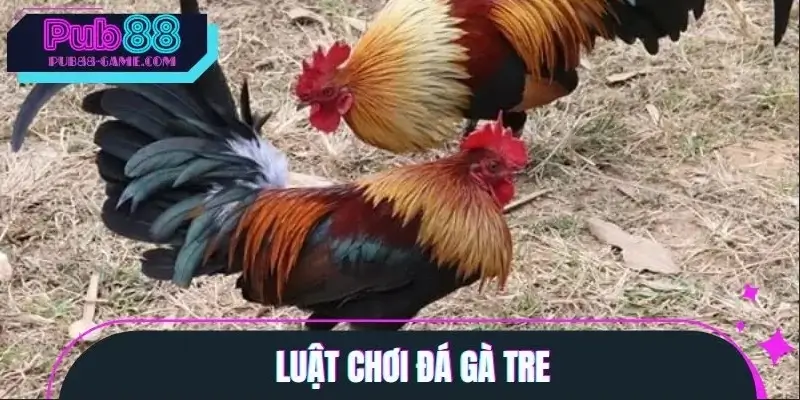 Quy tắc tham gia đá gà tre Quy tắc tham gia đá gà tre