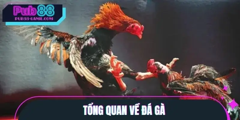 Sơ lược về sảnh đá gà