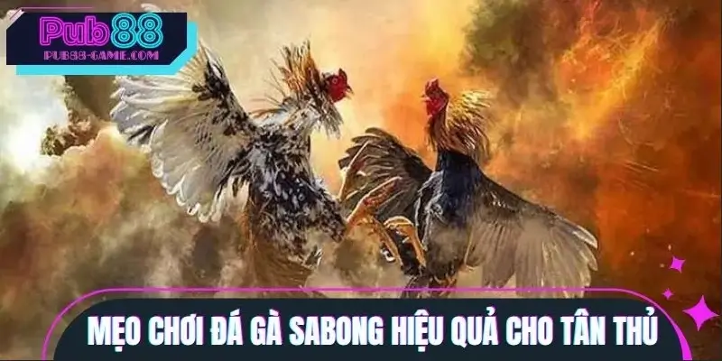 Tips chơi cược gà Sabong hiệu quả cho người mới Tips chơi cược gà Sabong hiệu quả cho người mới