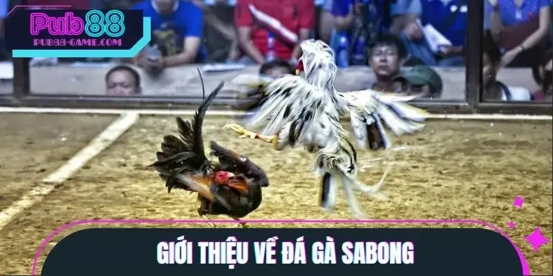 Tổng quan về đá gà Sabong Tổng quan về đá gà Sabong